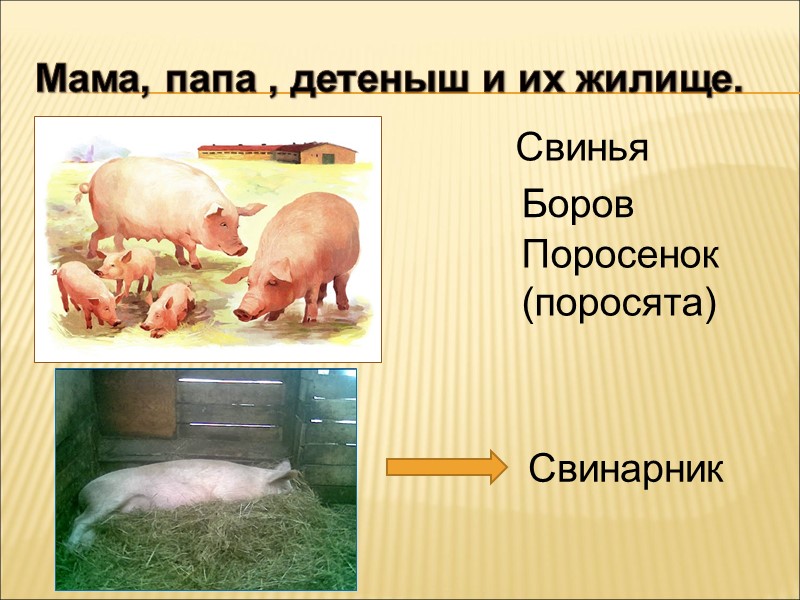 Решить задачу поросенок поросенок поросенок. Семья свиней название. Семья животных с свиньёй. Семья свинья мама папа детеныш. Мама свинья папа детеныш.