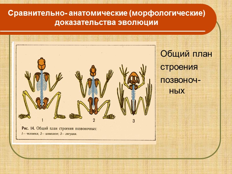 Цель урока: Доказать, что эволюционные изменения реально происходили  в органическом мире на нашей