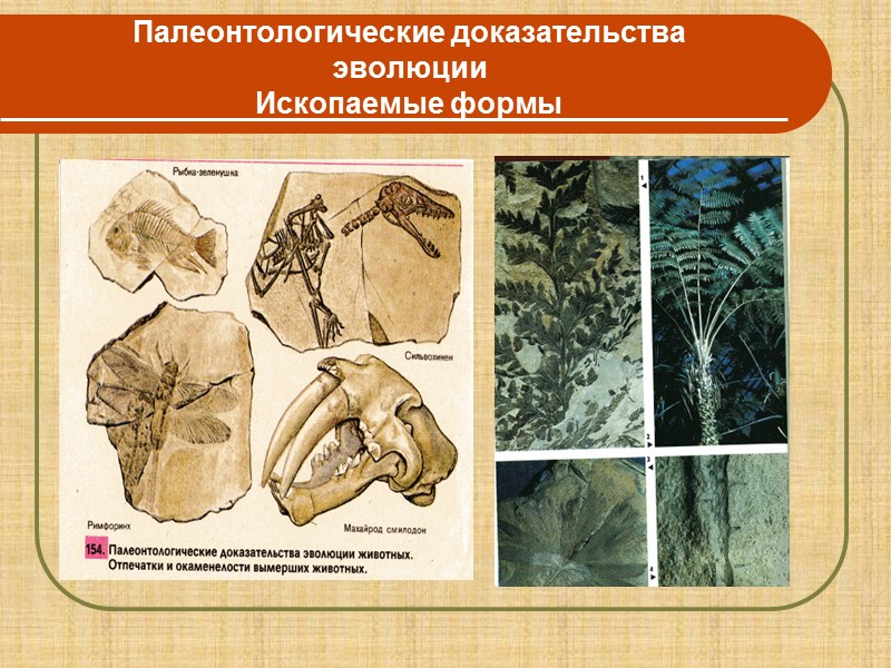 Сравнительно-анатомические (морфологические) доказательства эволюции Наличие в современной флоре и фауне переходных форм (эвглена зеленая