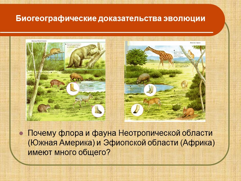 Молекулярно-биологические и цитологические  доказательства эволюции        Клеточное