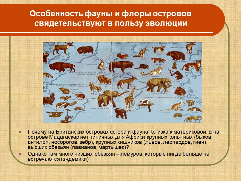 Палеонтологические доказательства эволюции Археоптерикс Ископаемые переходные формы