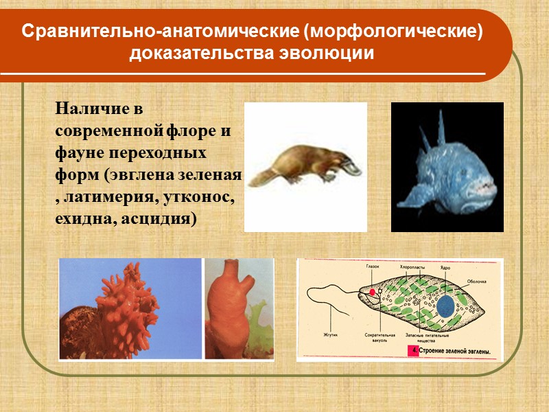 Сравнение понятий «макроэволюция» и  «микроэволюция» Различие макроэволюции и микроэволюции: Макроэволюция – надвидовая эволюция,