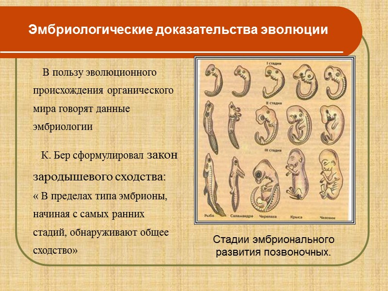 II. Выберите правильный ответ. 1. Самая крупная из причисленных систематических групп является: А) вид
