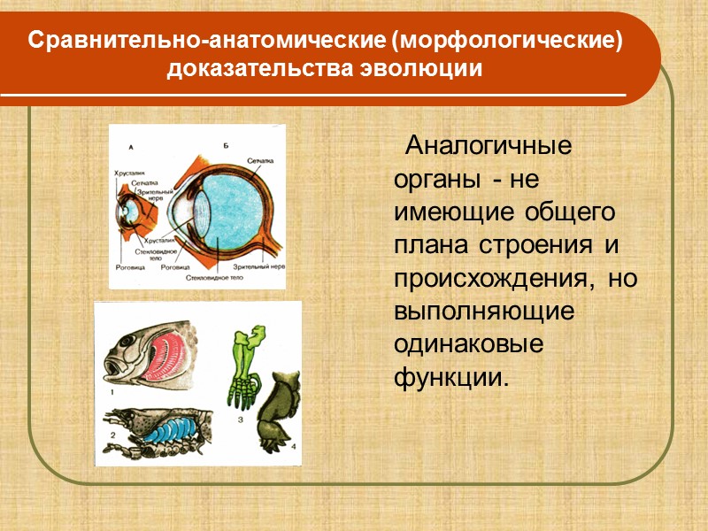 Палеонтологические Эмбриологические Сравнительно- анатомические (Морфологические)  Биогеографические Группы доказательств эволюционного процесса Молекулярно-биологические  и