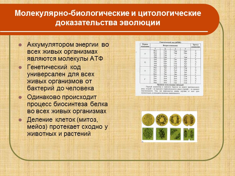 Молекулярные доказательства