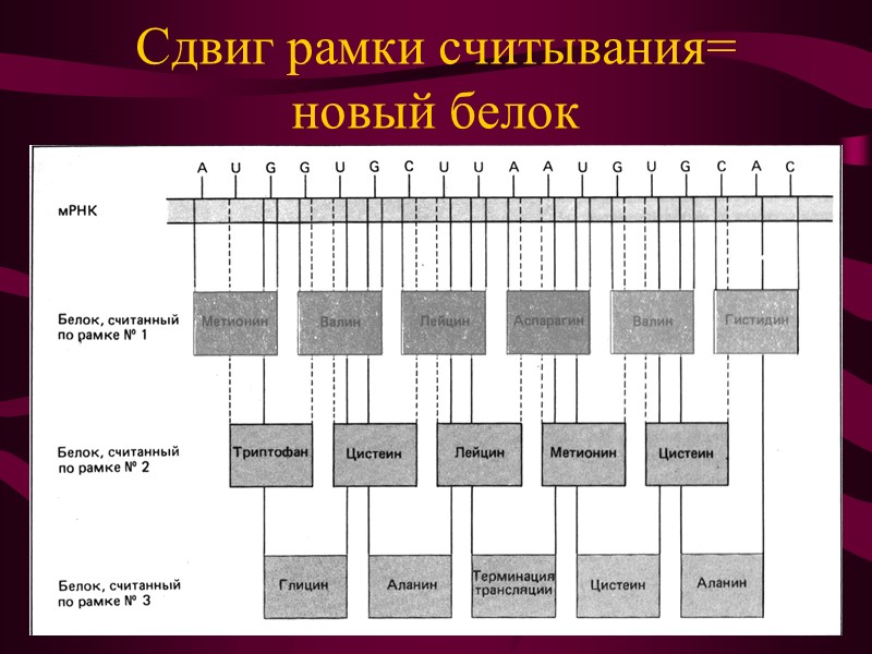 Трансляционный аппарат клетки  Терминация (окончание биосинтеза) связана с поступлением в рибосому одного из