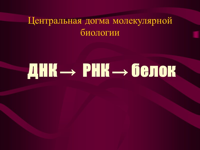 Белки в эволюции и онтогенезе Бактериальные и-РНК полицистронны, т.е.кодируют несколько белков по одной и-РНК,