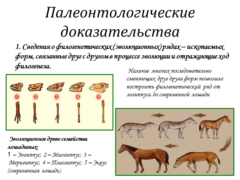 Докажи группа. Таблица палеонтологические доказательства эволюции животного мира. Свидетельство эволюции палеонтологические доказательства. Филогенетические доказательства эволюции. Филогенетические ряды это доказательства эволюции.