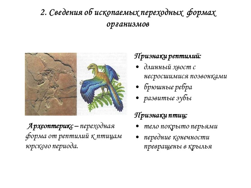 Какие ископаемые формы организмов относятся к переходным рассмотрите рисунок