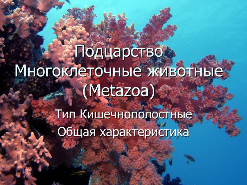 Подцарство Многоклеточные животные (Metazoa) Тип Кишечнополостные  Общая характеристика