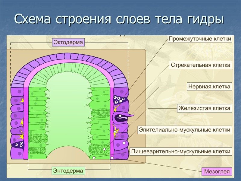 Гидра