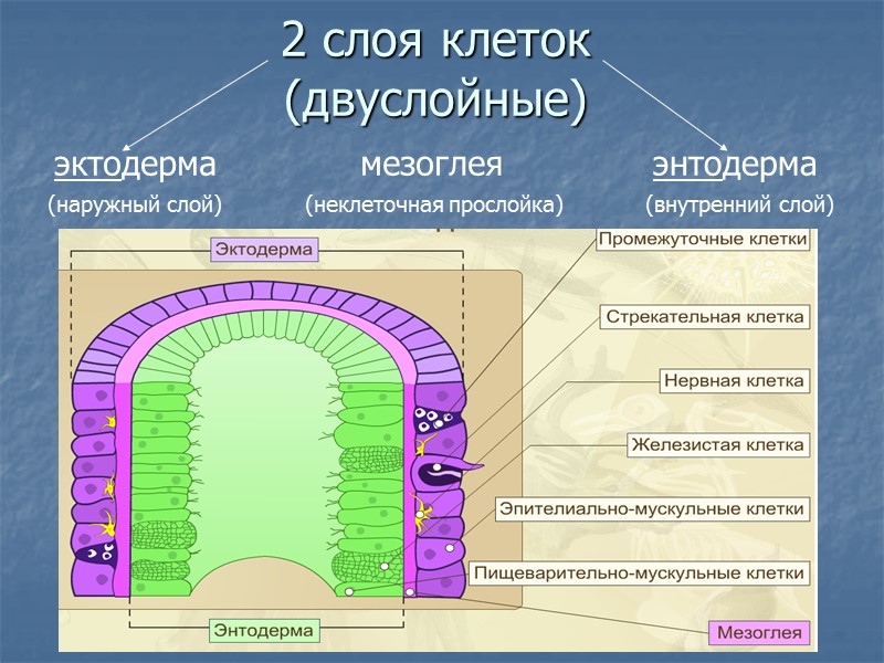 Проверьте себя! 5. У кишечнополостных    - 1 слой тела  