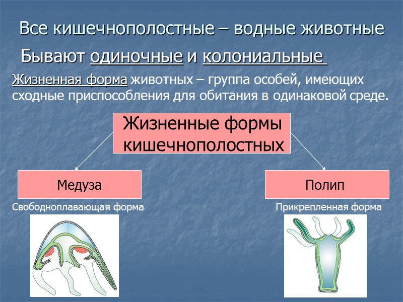Симметрия тела многоклеточных