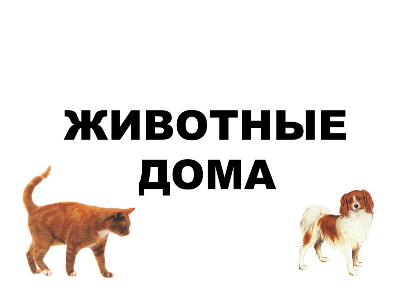 ЖИВОТНЫЕ  ДОМА