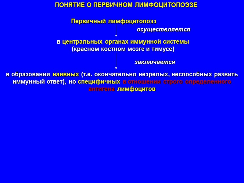 Понятие о развитии В-лимфоцитов Первичный В-лимфоцитопоэз происходит в красном костном мозге в результате него