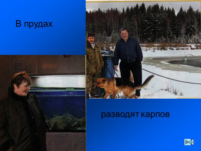 Почему животные линяют и ложатся в спячку?