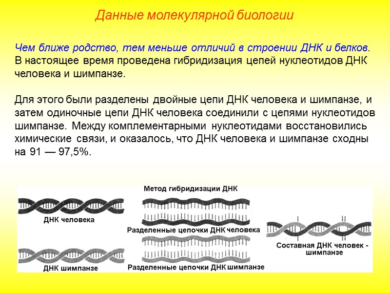 Молекулярные данные. Данные молекулярной биологии. Данные молекулярной биологии в эволюции человека. Данные молекулярной биологии человек и шимпанзе. Генетические доказательства эволюции.