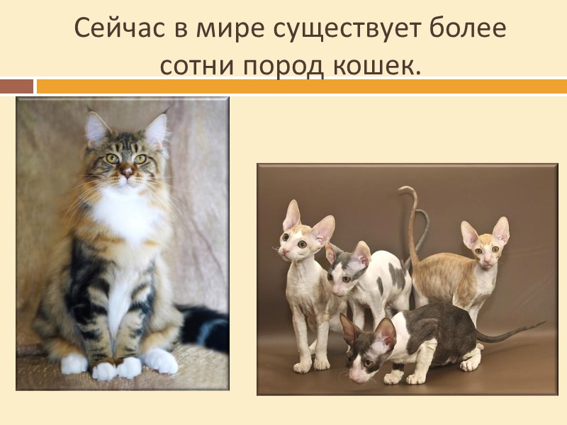 Кот сам сказки сказывает, песенки поёт. Кот-баюн был наделён голосом, слышным за 7 вёрст.