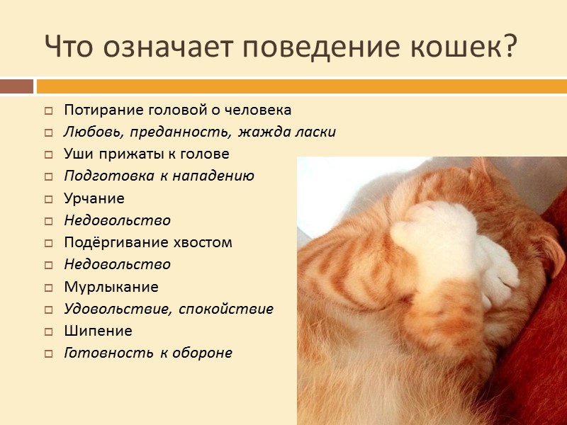 У русского народа есть много пословиц и поговорок о котах. Рано пташечка запела, как