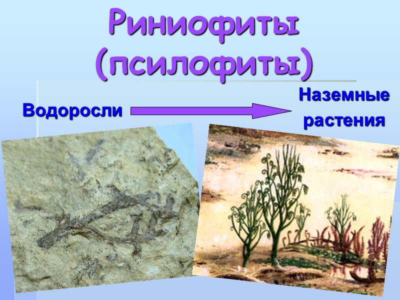 Риниофиты многоклеточные водоросли