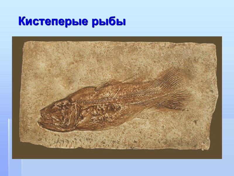 Батрахозавр Древние  амфибии    Древние рептилии