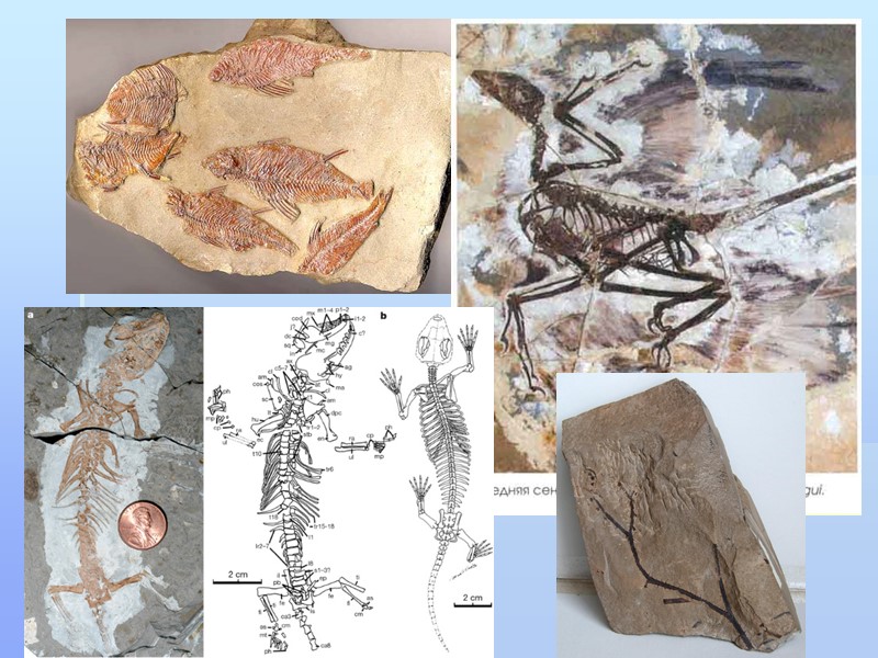 1 ископаемые остатки организмов изучает наука
