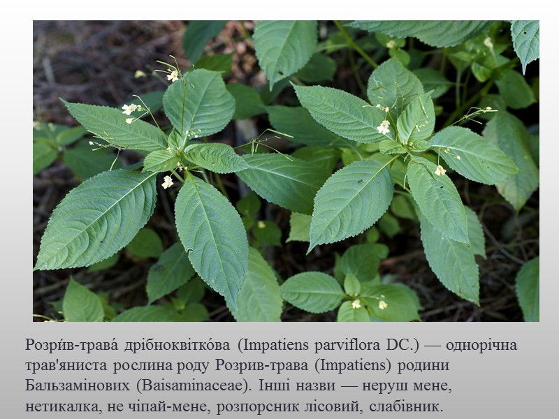 Домен: Еукаріоти (Eukaryota) Царство: Зелені рослини (Viridiplantae) Відділ: Streptophyta Надклас: Покритонасінні (Magnoliophyta) Клас: 