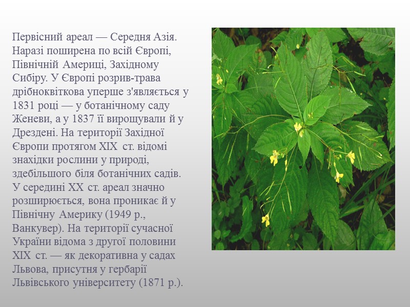 Однорічна трав'яниста рослина 30-60 см заввишки. Коріння мичкувате, стебло пряме, голе, соковите, потовщене у
