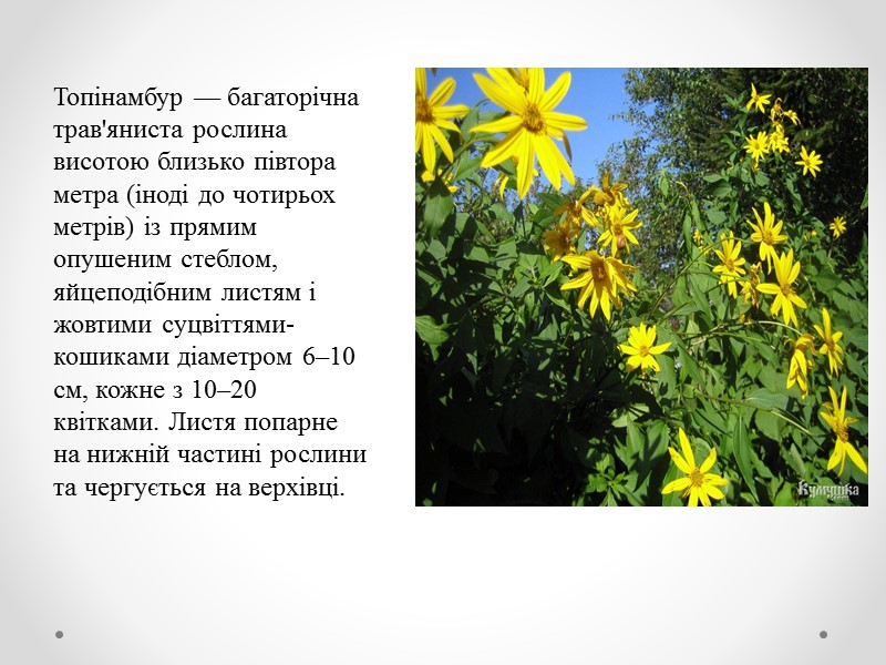 На його підземних пагонах формуються бічні пагони — столони, які за рахунок пластичних речовин