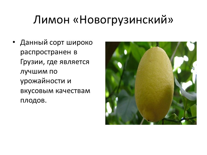 Лимон «Майкопский» Выведен путем семенного размножения при отборе лучших сортов лимона. В настоящее время