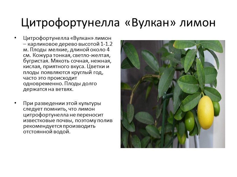 Виды майкопских лимонов представлены на фото ниже: