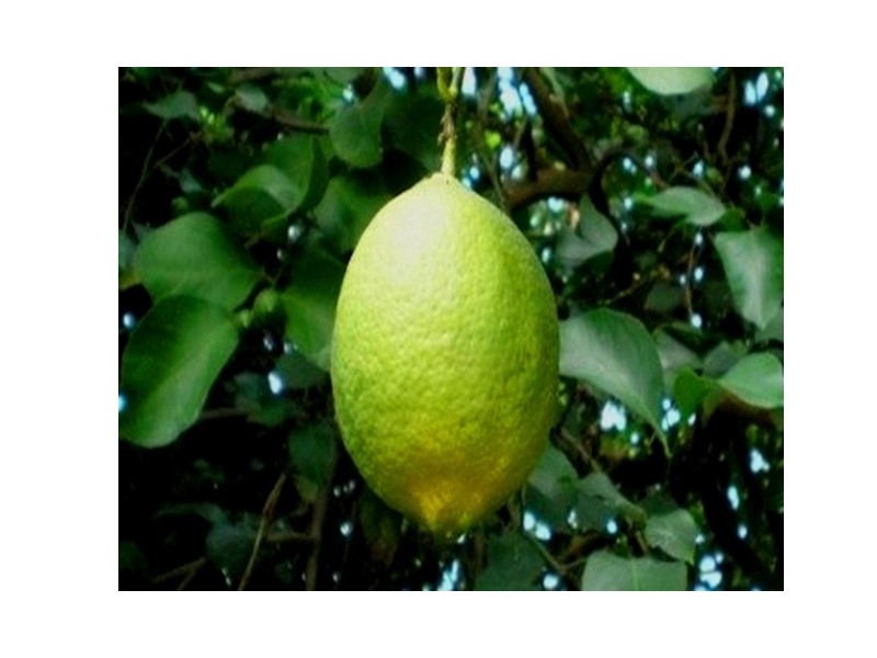 Лимон «Пондероза» Сорт является естественным гибридом лимона и цитрона. Относится к самым неприхотливым цитрусам.