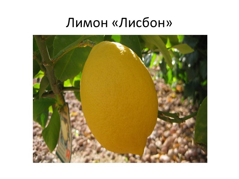 Лимон «Лунарио» Является гибридом лимона и папеды. Выведен в 19 в. в Сицилии. Свое