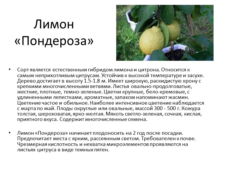 Лимон «Дженоа» Лимон «Дженоа» представляет собой низко- или среднерослое дерево, достигающее 1-3 м в