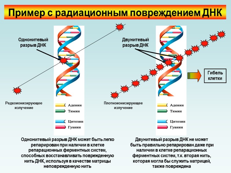 Разрыв цепи днк. Действие ионизирующего излучения на ДНК. Двунитиевые разрывы ДНК. Одноцепочечный разрыв ДНК. Воздействие ионизирующего излучения на ДНК.