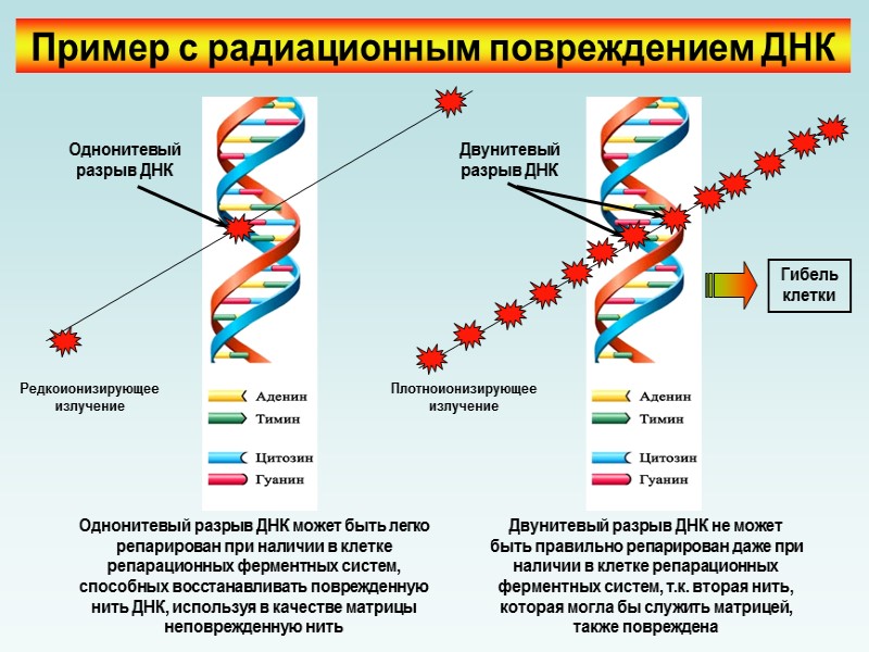 Структура радиации