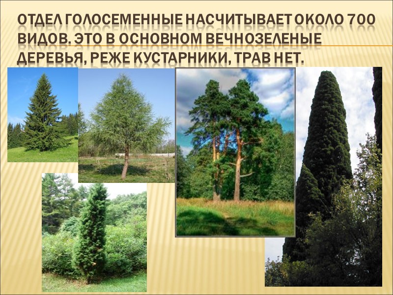 5. В каких условиях растут папоротникообразные? А) где холодно и влажно Б) где сухо