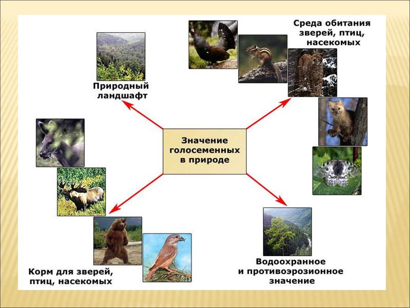 Задание 1. Определите растение и подпишите его