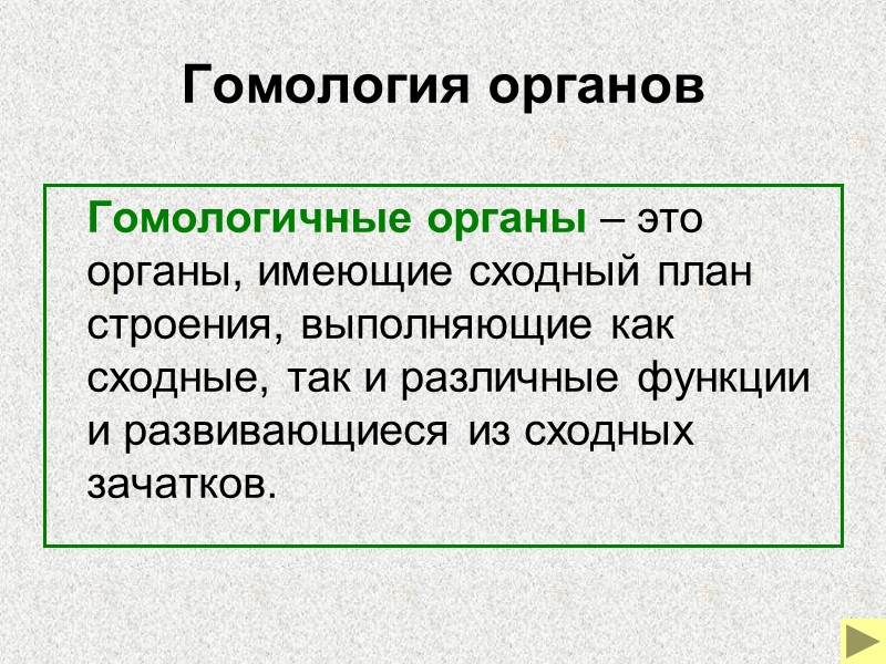 коала опоссум кускус пятнистый ехидна утконос сумчатый дьявол сумчатый волк кенгуру