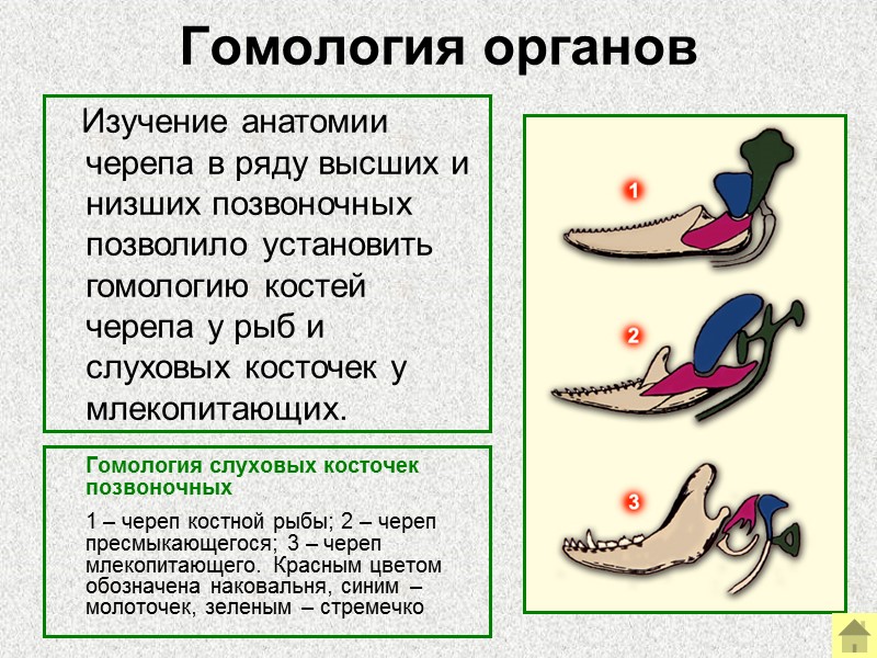 Реликты    Реликтовые формы – это ныне живущие виды с комплексом признаков,