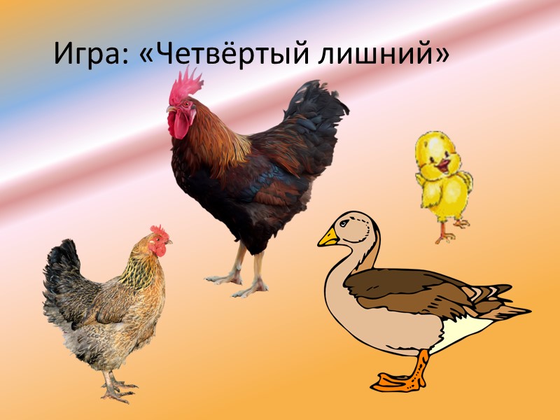 Сравнить птиц