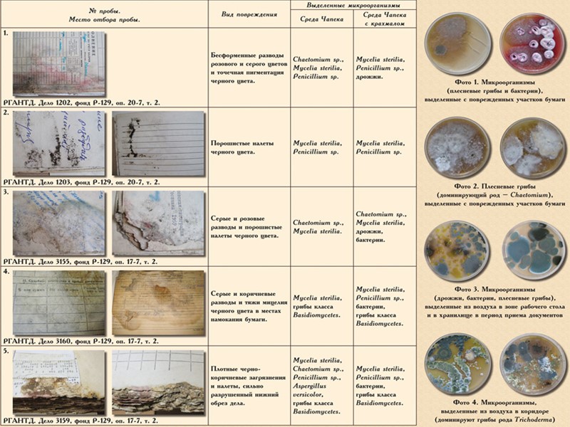 Меблевий точильник (Anobium punctatum Deg.)