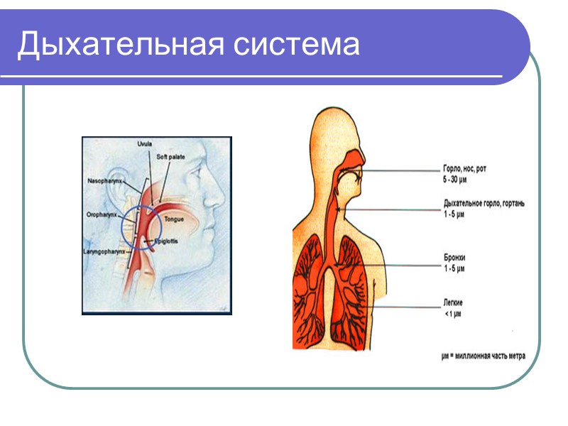 Открытые повреждения  При открытых повреждениях под влиянием удара нарушается целостность кожных покровов и