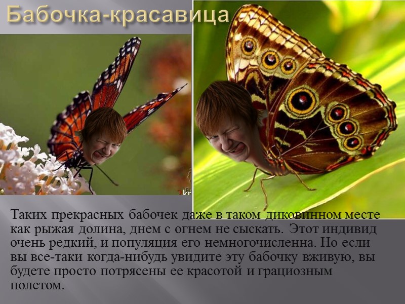 Бабочка-красавица Таких прекрасных бабочек даже в таком диковинном месте как рыжая долина, днем с