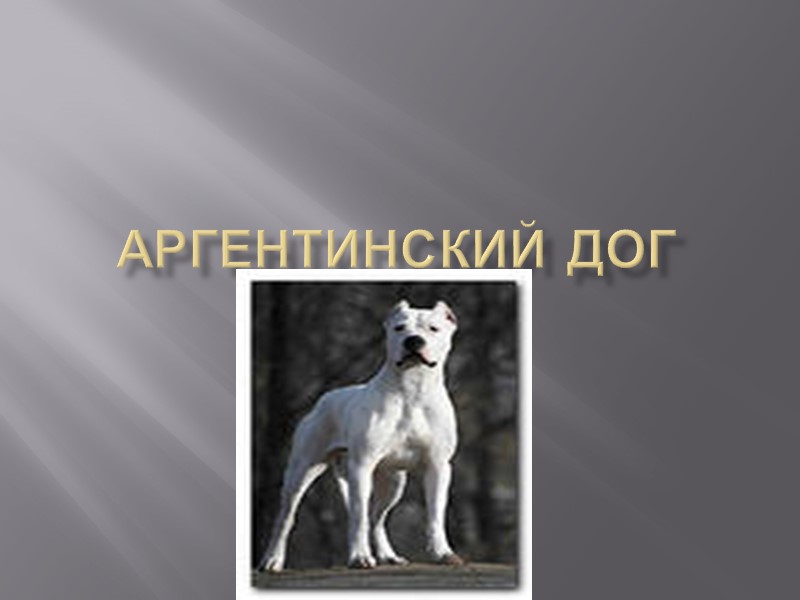 аргентинский дог