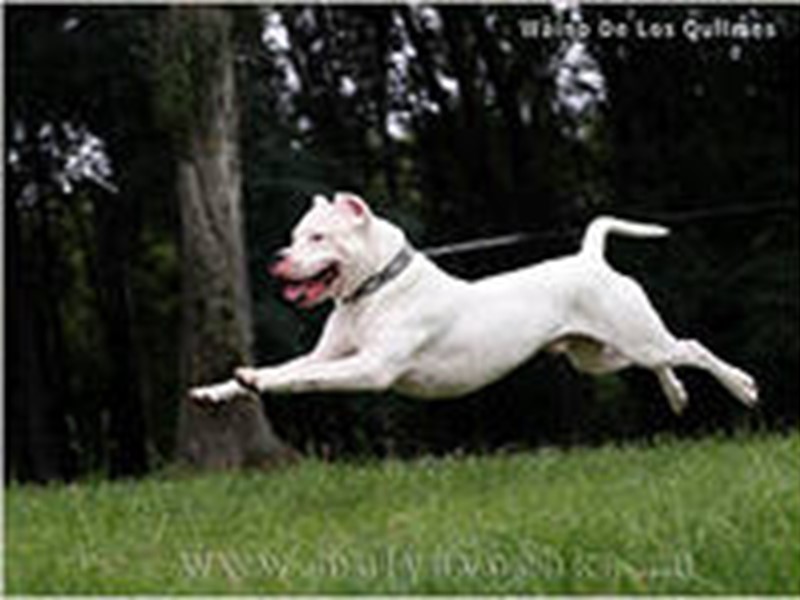 Аргентинский дог — порода собак. Является первой и пока единственной официально признанной породой собак,