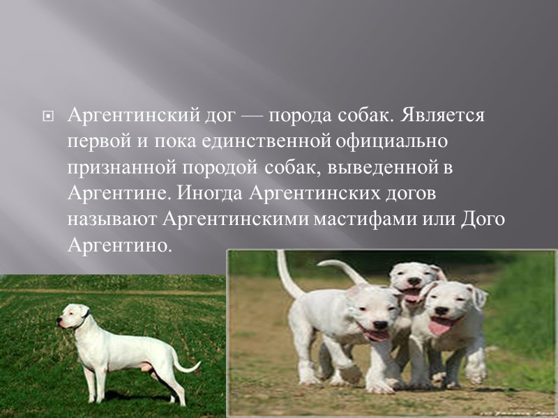 История породы  Породу создал в 1920-х годах доктор Антонио Норес Мартинес. В процессе