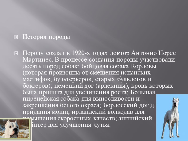 Первый этап создания породы  Идея создания породы собак, которая была бы оптимально адаптирована