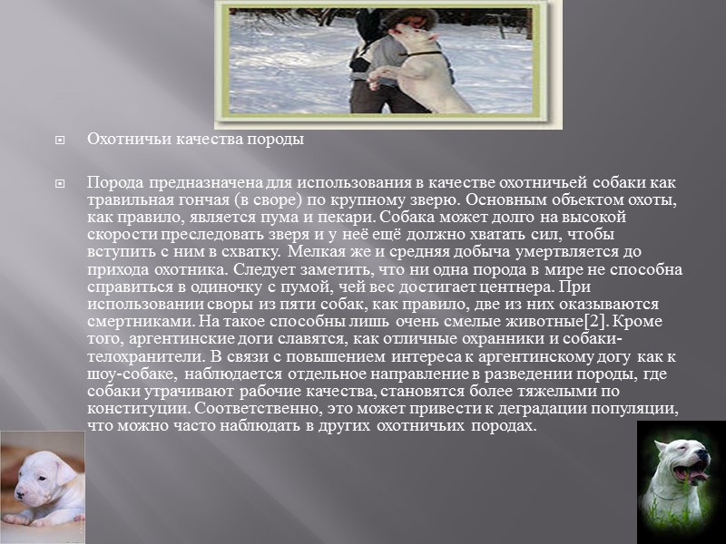 Бойцовые качества породы  Порода никогда не использовалась как бойцовая, несмотря на свою грозную