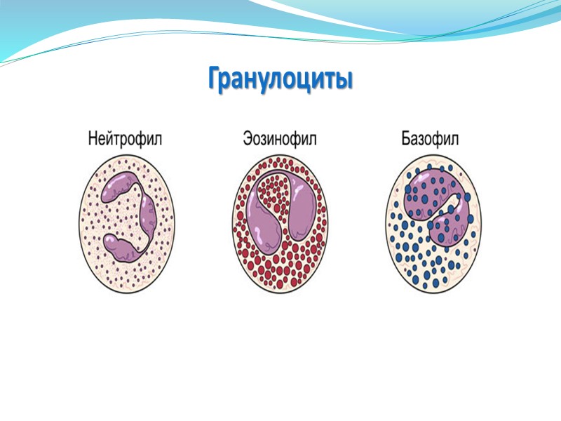 Свойства гранул эозинофилов